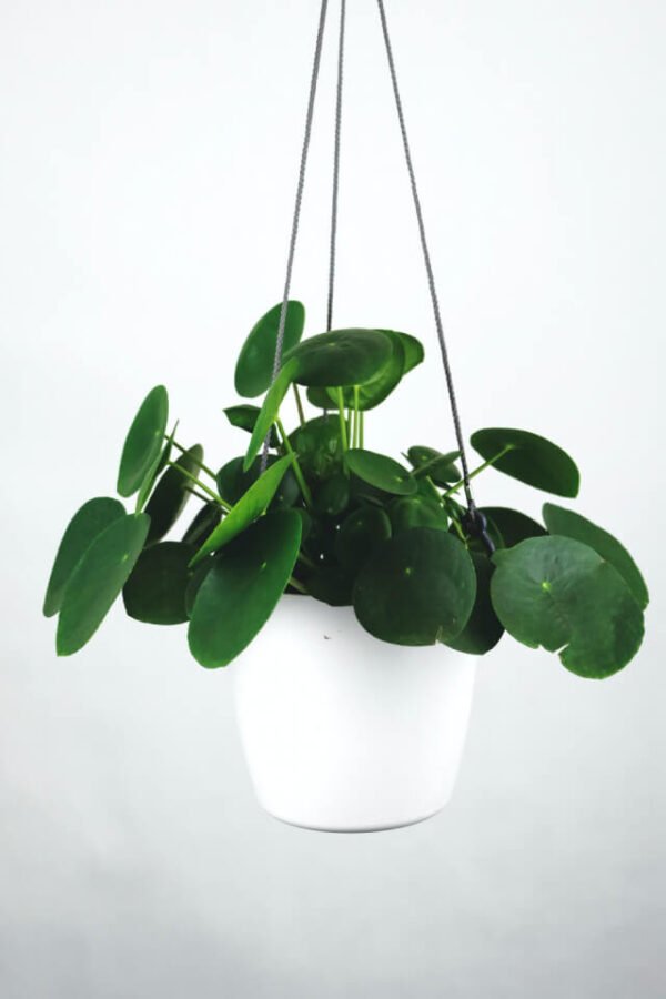 Pilea Peperomioides - Image 2